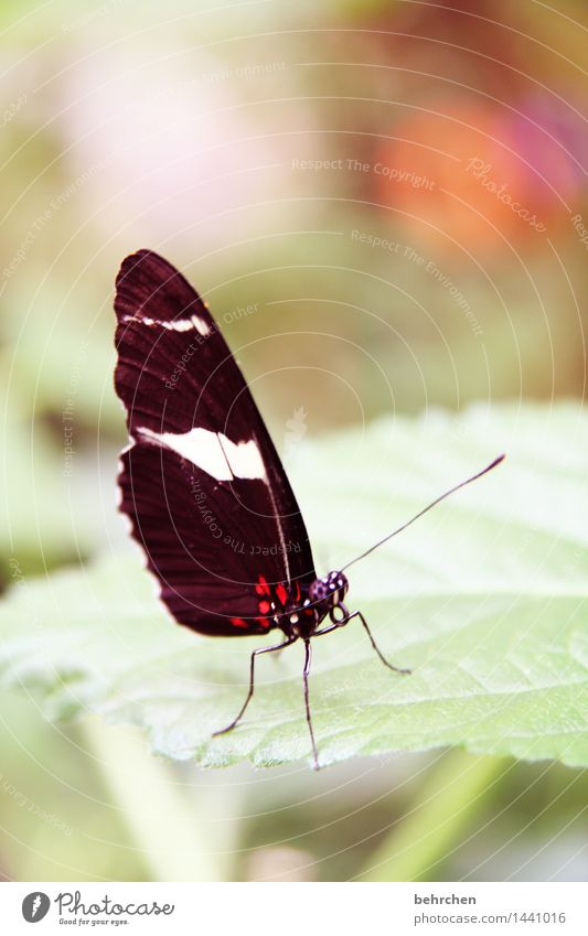 facetten Natur Pflanze Tier Frühling Sommer Baum Sträucher Blatt Garten Park Wiese Wildtier Schmetterling Tiergesicht Flügel 1 beobachten Erholung fliegen