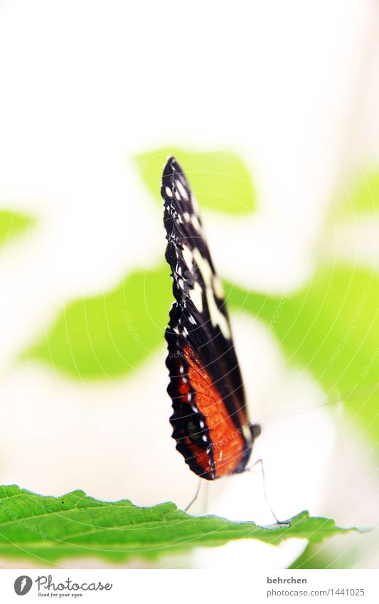 LMAA! Natur Pflanze Tier Frühling Sommer Schönes Wetter Baum Blatt Garten Park Wiese Wildtier Schmetterling Flügel 1 Erholung fliegen sitzen außergewöhnlich