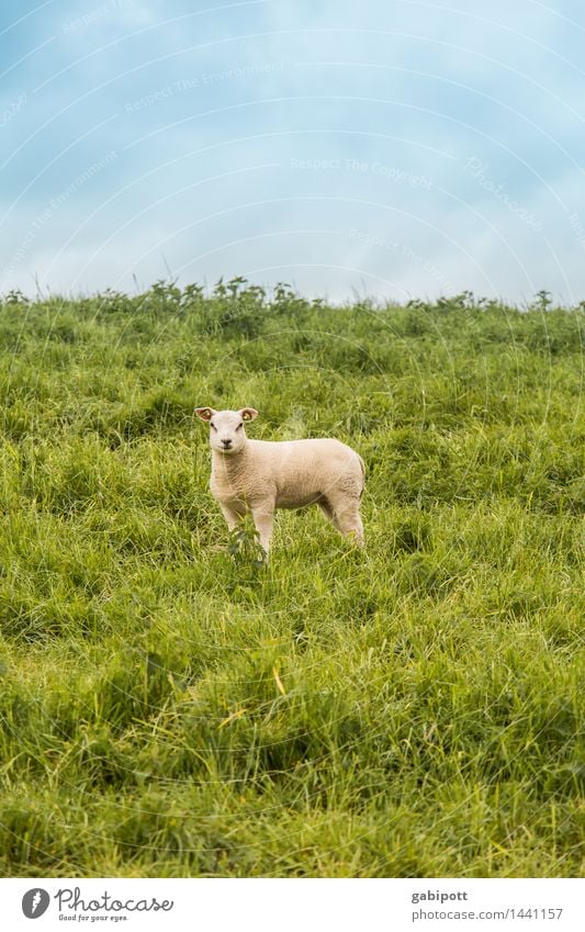 belämmert rumstehen Umwelt Natur Landschaft Pflanze Himmel Frühling Sommer Schönes Wetter Wiese Feld Tier Haustier Nutztier Schaf Lamm Lammfleisch 1 laufen