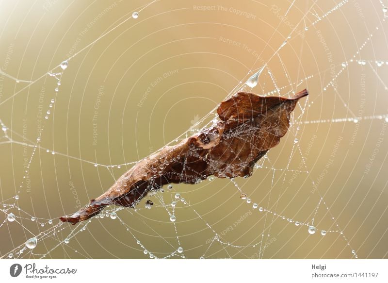 Helgiland II | eingesponnen... Umwelt Natur Wassertropfen Herbst Blatt Moor Sumpf Spinnennetz hängen authentisch außergewöhnlich kalt nass natürlich braun grau