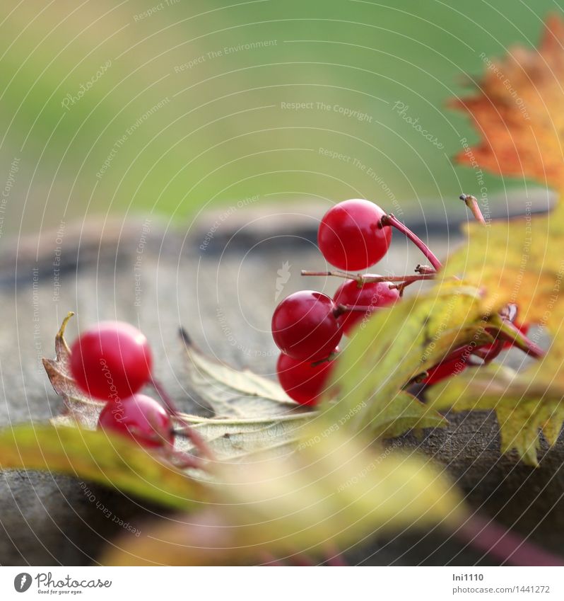 rote Beeren Umwelt Natur Pflanze Herbst Wetter Sträucher Blatt Gemeiner Schneeball Garten Park Feld Wald leuchten schön natürlich rund braun mehrfarbig gelb