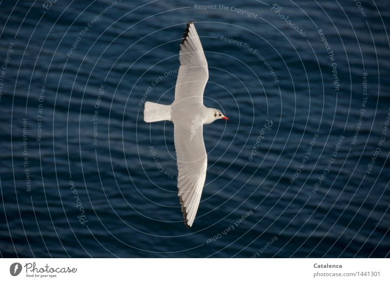 Lachmöwe im Winterkleid Meer Wellen Natur Wasser Bosporus Tier Wildtier Vogel Möwe 1 fliegen ästhetisch frei grau rot schwarz weiß schön Vorsicht Ausdauer