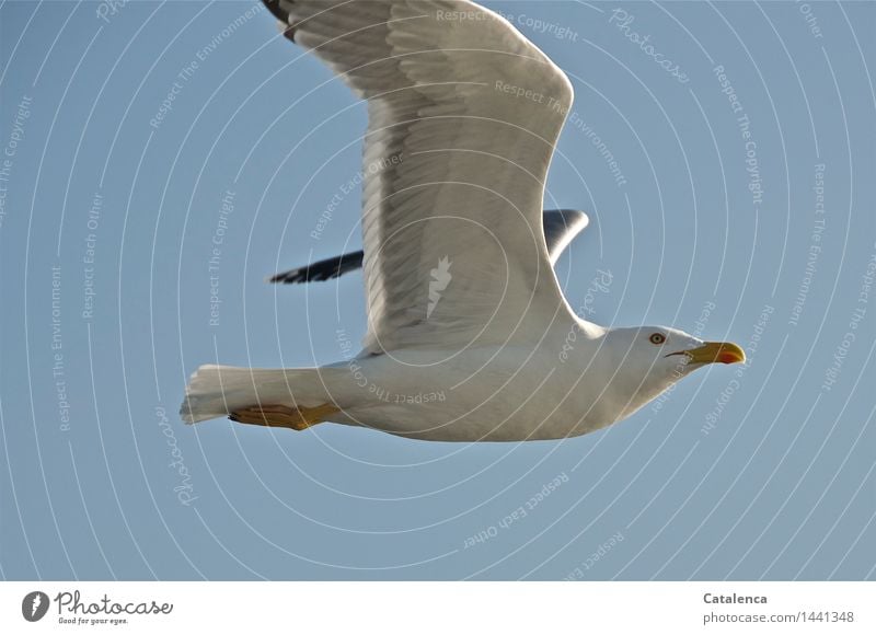 Neugierige Möwe, fliegende Möwe harmonisch Meer Natur Tier Luft Himmel Wildtier Vogel Flügel 1 ästhetisch frei maritim grau orange schwarz schön Fernweh