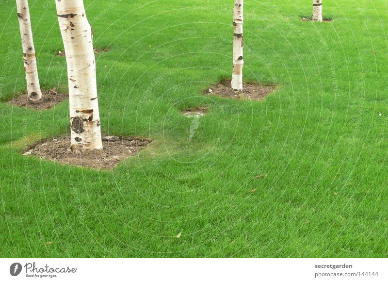 das quadrat im rechteck. England grün Birke Baum Raum weiß Quadrat erobern Ordnung Verbote Spielen kinderlos Park Großbritannien offen Sommer Frühling Wald