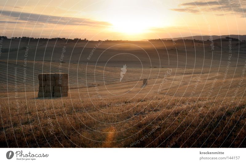 Morgenlicht III Toskana Dämmerung Nebel Dunst Sonnenaufgang Gegenlicht Pflanze Boden Getreide Ähren Halm Weizen Gras Mehl Himmel Ernährung Lebensmittel