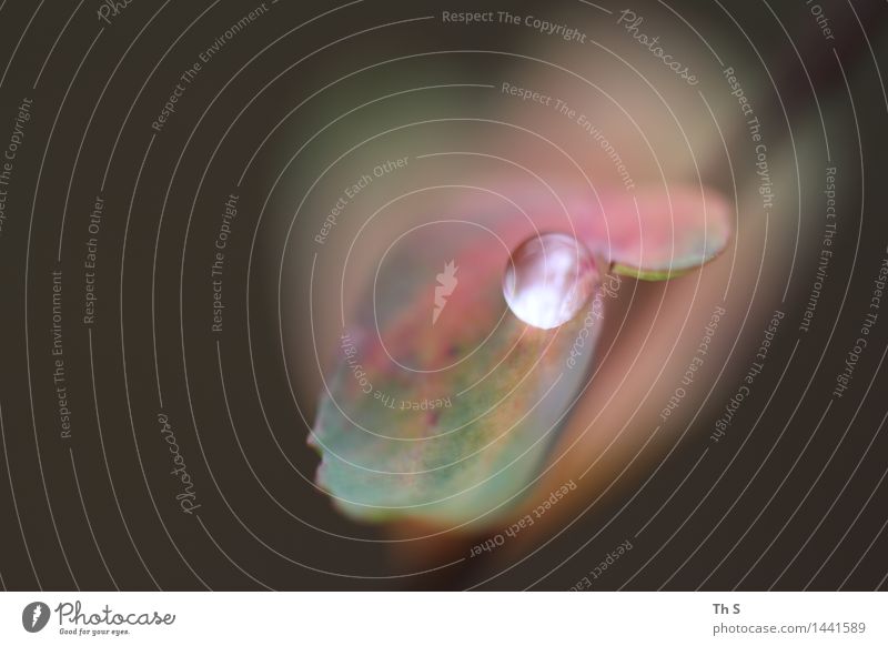 Regen Natur Pflanze Herbst Winter Blatt ästhetisch authentisch einfach elegant nass natürlich grün rot schwarz Gelassenheit geduldig ruhig einzigartig Tropfen