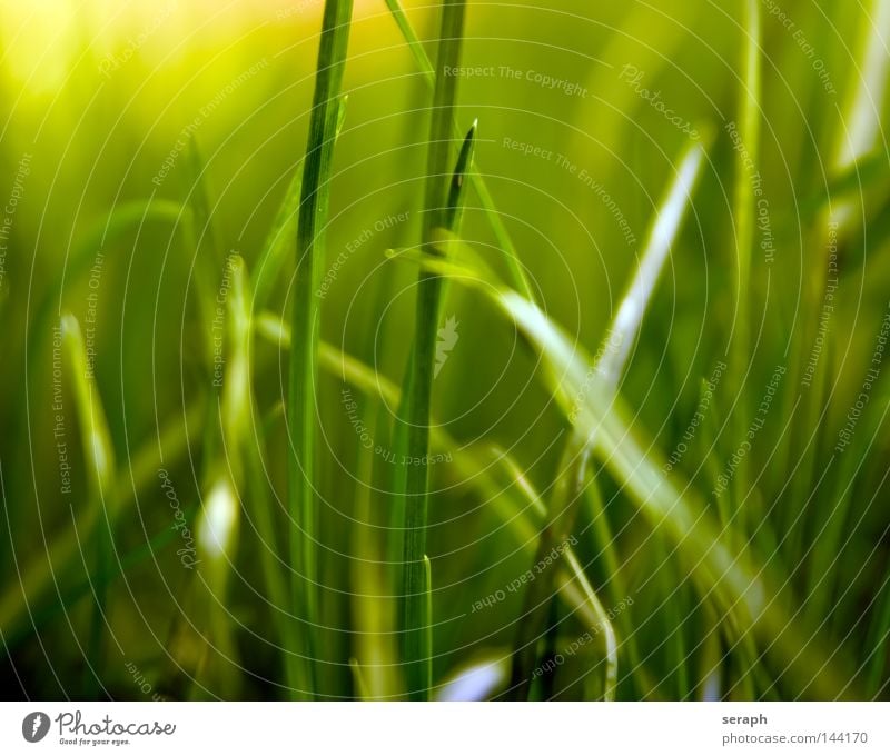 Grasland Biotop Halm durcheinander ökologisch Biologie Pflanze Unschärfe Ähren Umwelt Süßgras Sträucher Stengel weich Stil Blüte Wiese grün krautig Umweltschutz