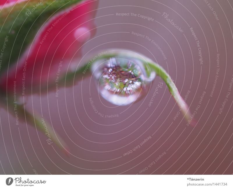 Tropfen Natur Pflanze Urelemente Wassertropfen Klima Wetter Regen Rose Blüte Garten Park ästhetisch elegant nass natürlich schön weich grün rosa achtsam ruhig