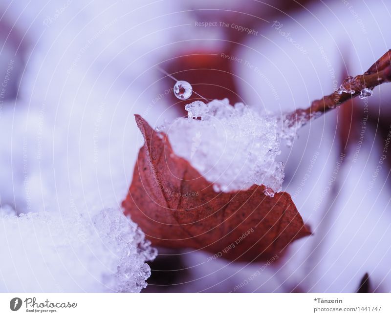 Eisperle Natur Pflanze Urelemente Winter Wetter schlechtes Wetter Frost Schnee Blatt Garten Park Wald ästhetisch schön braun weiß Farbfoto Gedeckte Farben