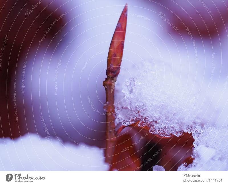 Schnee Natur Pflanze Winter Wetter schlechtes Wetter Sträucher Blatt ästhetisch kalt schön braun weiß Farbfoto Gedeckte Farben Außenaufnahme Makroaufnahme