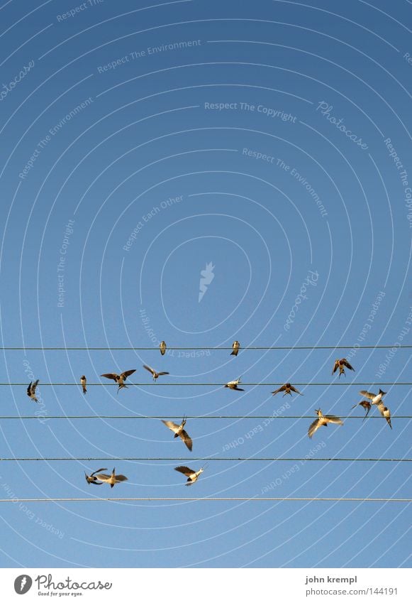 oder nicht vögeln Vogel Draht Himmel blau Musiknoten Lied singen Pfeifen Linie Geometrie Nest Schwalben Sommer Griechenland fliegen flattern notenzeile