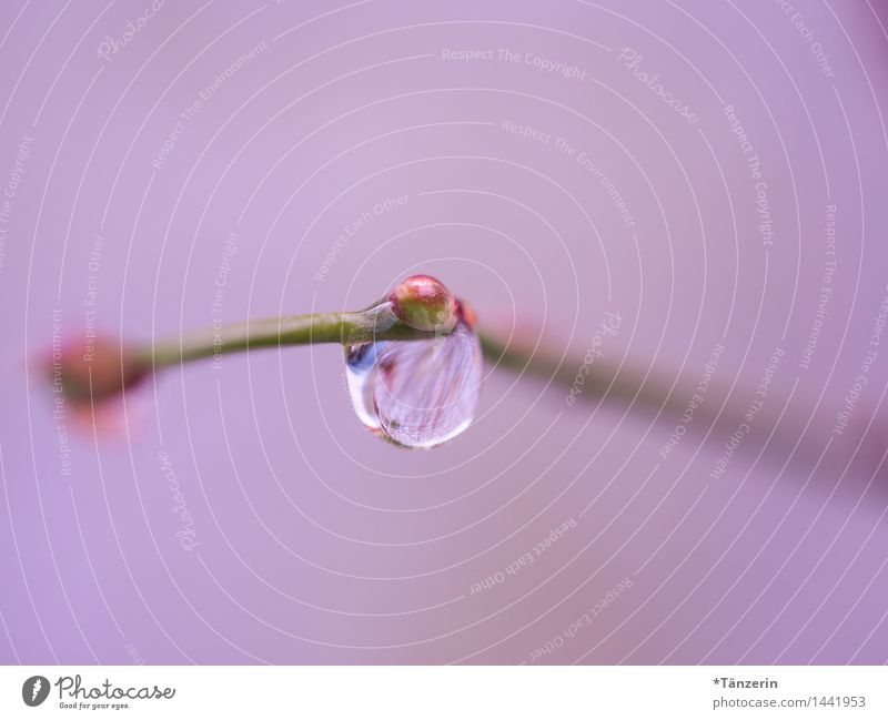 rosa Tropfen Natur Pflanze Urelemente Wassertropfen Herbst Winter Regen Sträucher ästhetisch nass natürlich schön weich achtsam ruhig Zufriedenheit Farbfoto