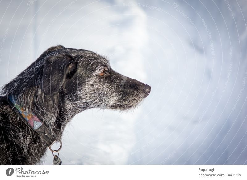 Alt & Nachdenklich Tier Hund 1 natürlich Natur Winter Schnee Haustier ästhetisch Tierliebe Tierfreund Gassi gehen Schneelandschaft Fell Frost Windhund