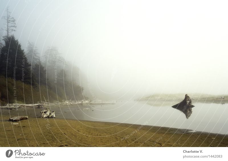 Küstennebel Natur Landschaft Urelemente Sand Wasser schlechtes Wetter Nebel Baum Wildpflanze Urwald Strand Bucht Meer Pazifik Holz dunkel kalt weich gelb grau