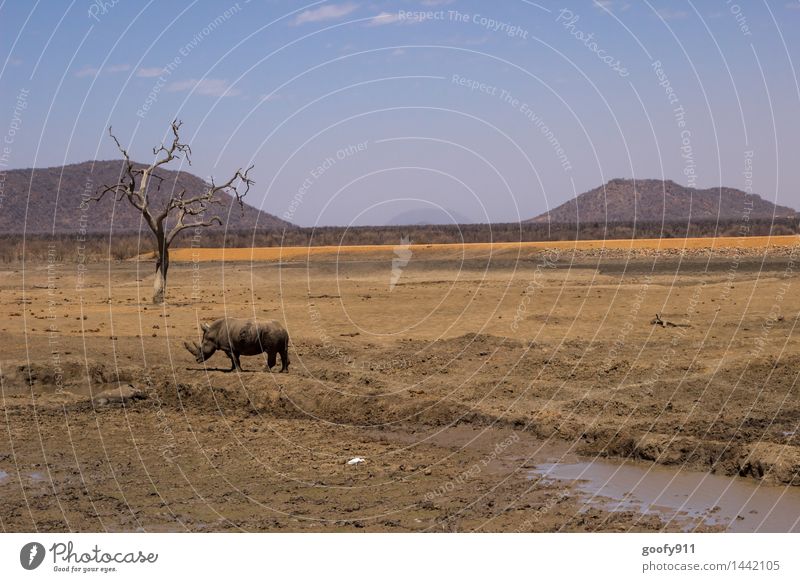 AFRIKA Tier Wildtier Nashorn Tierpaar Tierjunges Tierfamilie Stein Sand blau braun gelb orange Fürsorge Zusammenhalt Farbfoto Außenaufnahme Morgen Tag Kontrast