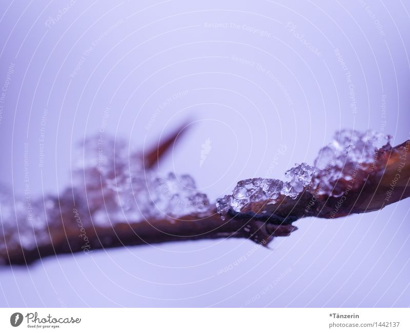 kalt Natur Pflanze Winter Eis Frost Schnee Sträucher Garten Park Wald ästhetisch natürlich schön braun violett Farbfoto Gedeckte Farben Außenaufnahme