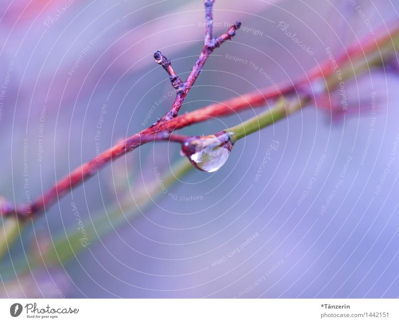 blaurosa Natur Pflanze Urelemente Wassertropfen Herbst Winter Regen Sträucher Garten Park ästhetisch nass natürlich positiv schön achtsam ruhig Farbfoto