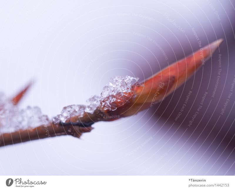 kalt und kristallen Natur Pflanze Urelemente Winter Wetter Eis Frost Schnee Sträucher Garten Park Wald ästhetisch frisch natürlich schön braun violett Farbfoto