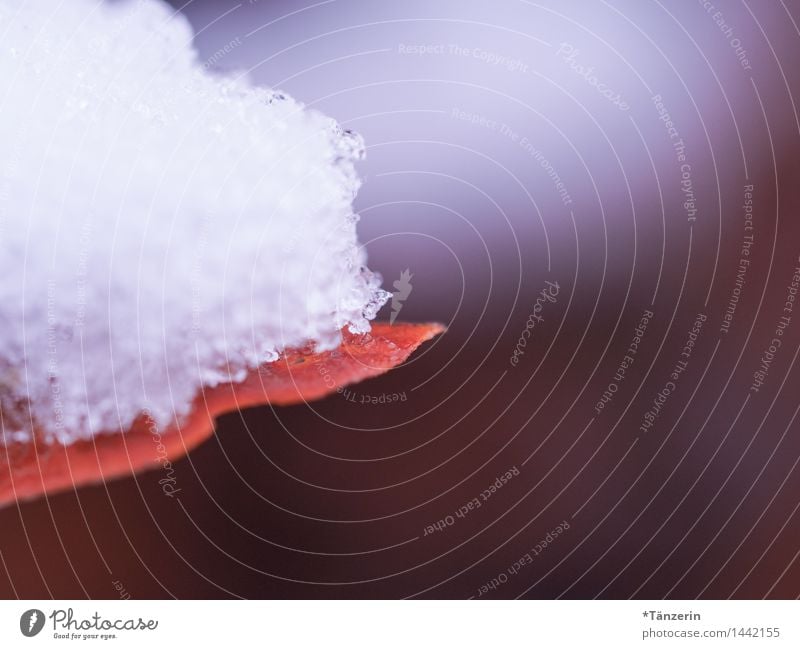 Winter kommt Natur Pflanze Eis Frost Schnee Schneefall Blatt Garten Park Wald ästhetisch kalt natürlich schön violett weiß Farbfoto Gedeckte Farben