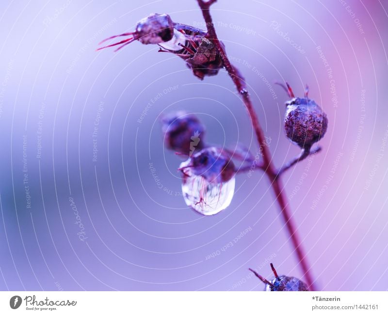 blaurosa Natur Urelemente Wassertropfen Winter Wetter Regen Eis Frost Pflanze Sträucher Garten Park ästhetisch nass natürlich schön Farbfoto mehrfarbig