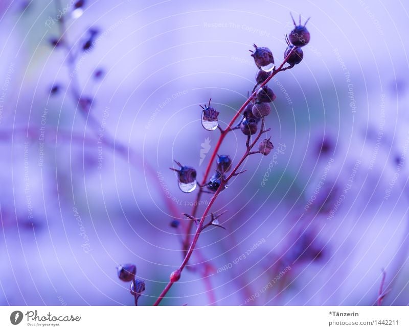 frozen drops Natur Pflanze Urelemente Wassertropfen Winter schlechtes Wetter Regen Eis Frost Sträucher Garten Park ästhetisch natürlich schön blau violett rosa