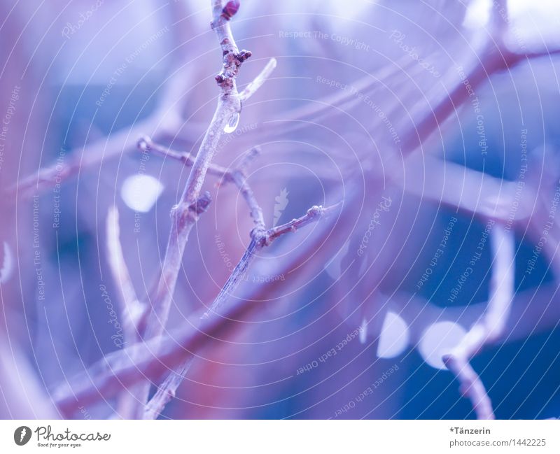 Gewirr Natur Pflanze Herbst Sträucher Garten Park Wald ästhetisch natürlich schön blau violett Farbfoto mehrfarbig Außenaufnahme Makroaufnahme Menschenleer Tag