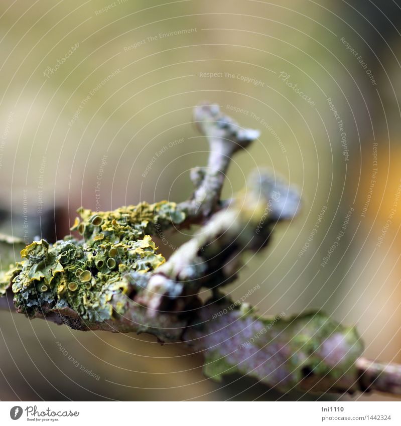 Flechten auf einem Ast Umwelt Natur Landschaft Pflanze Herbst Schönes Wetter Baum Sträucher Garten Park Wiese Feld Wald außergewöhnlich exotisch natürlich gelb