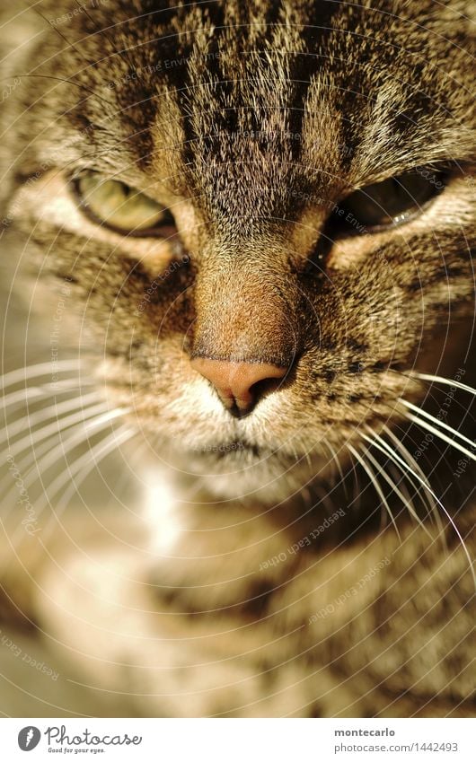 verbissen | ich kann warten Umwelt Natur Tier Haustier Wildtier Katze Tiergesicht 1 Katzenauge Katzenkopf beobachten Erholung liegen Blick dünn authentisch