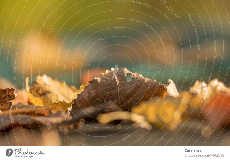 Blatt mit Loch, Laub Pflanze Herbst welkes Laub trocken braun gelb gold grau grün orange Vergänglichkeit Wandel & Veränderung Zeit Farbfoto Außenaufnahme