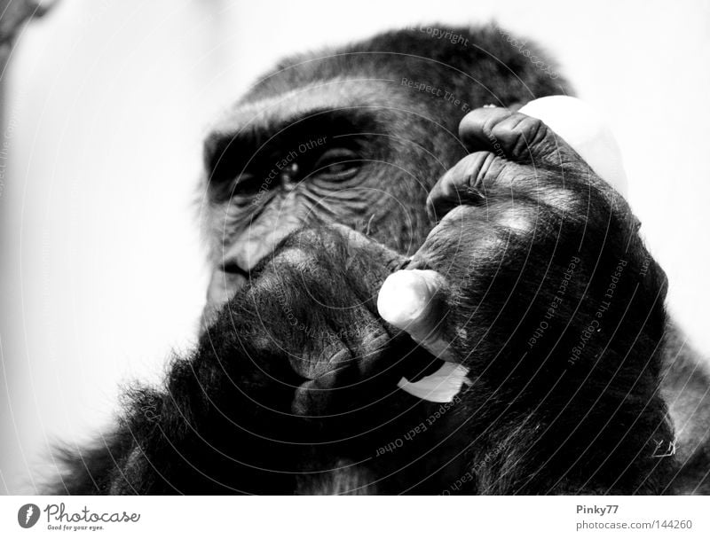 I went to the zoo .. II Tier Affen Gorilla Blick Auge Zoo Tiergarten gefangen Hand gestikulieren Ernährung schwarz weiß Säugetier Schwarzweißfoto Konzentration