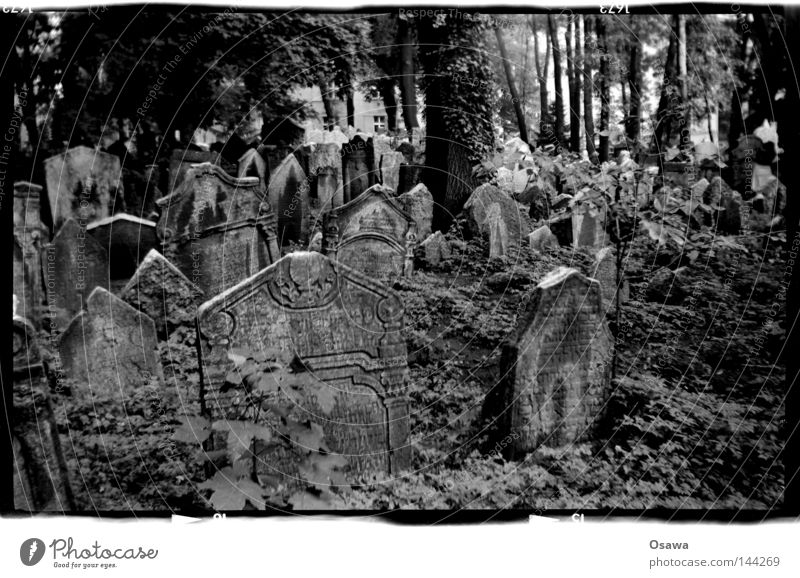 Prag, jüdischer Friedhof Jüdischer Friedhof Grabstein Tod Baum Schwarzweißfoto Mittelformat Trauer Verzweiflung Gottesacker 6x9 Agfa Synchro Box