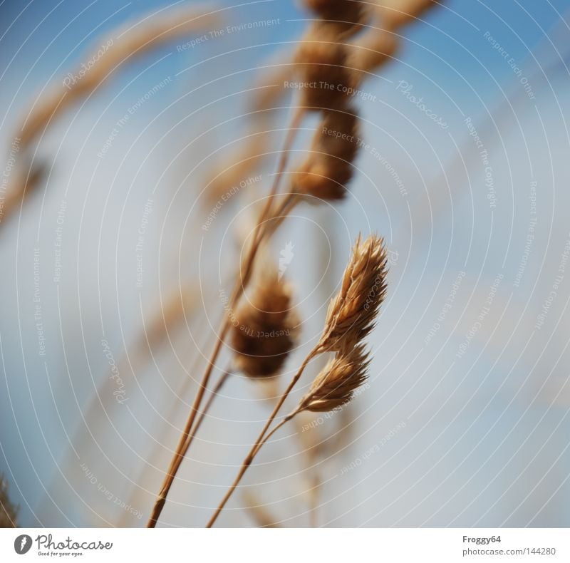 Im Wind Gras Wiese Bergwiese Himmel Erholung Pause wandern laufen Lebensraum Wolken Ähren Samen Beeren Fruchtstand Stengel Blüte Sturm wiegen Flüstern Sommer