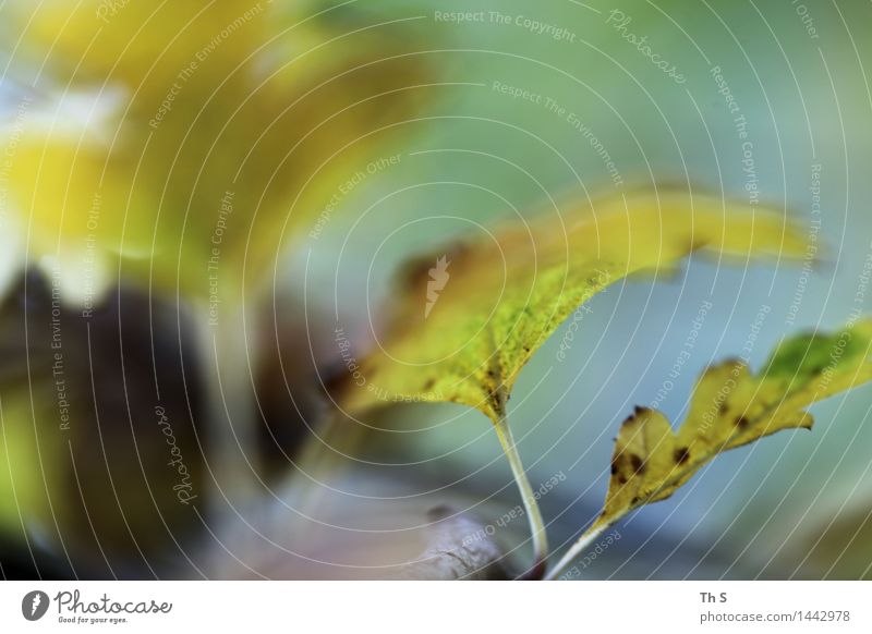 Blatt Natur Pflanze Herbst Winter Bewegung verblüht ästhetisch authentisch außergewöhnlich einfach elegant natürlich blau braun grün Gelassenheit geduldig ruhig