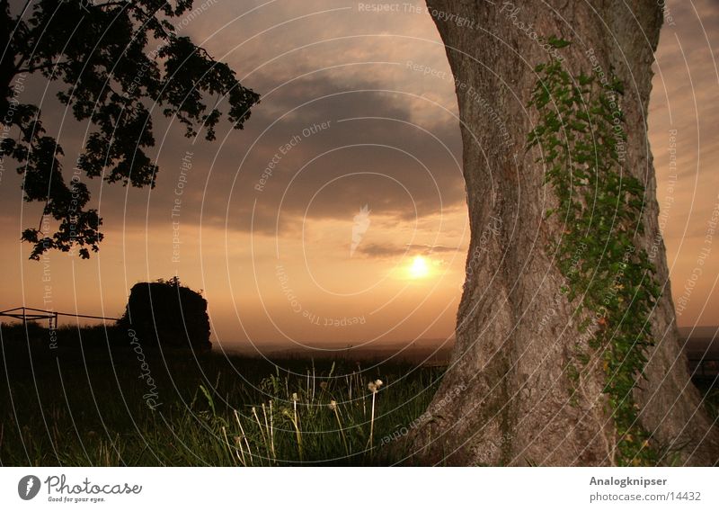 Sonnenuntergang neben Baum Efeu Sommer Wolken Berge u. Gebirge Felsen Abend Aufhellblitz