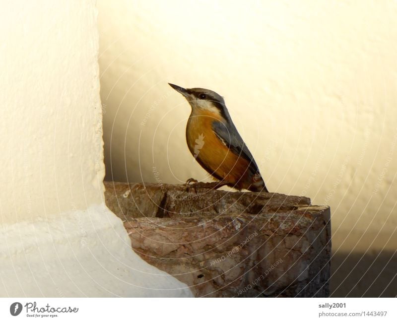 geweihte Vogeltränke... Kirche Mauer Wand Tier Kleiber 1 leuchten sitzen trinken ästhetisch schön Einsamkeit Zufriedenheit Mut Weihwasserkessel weihwasser