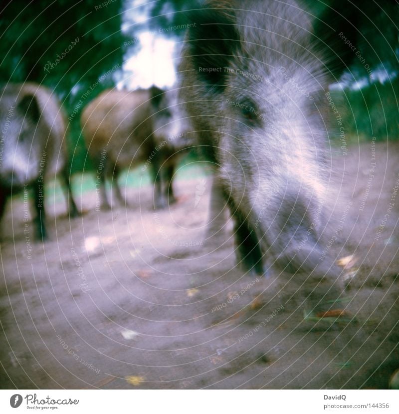 ready to rumble Angriff sozial Fressen Futter Schwein Wildschwein Sau Keiler Eber Tier Wildtier Wald Wiese Waldlichtung laufen Lomografie Säugetier Kraft