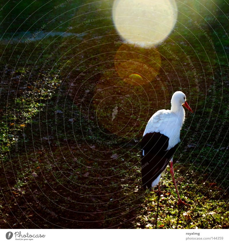 Storch Zoo Vogel schwarz weiß Schwarzweißfoto Feder Tier Gegenlicht blenden Reflexion & Spiegelung Märchen schlechtes Objektiv