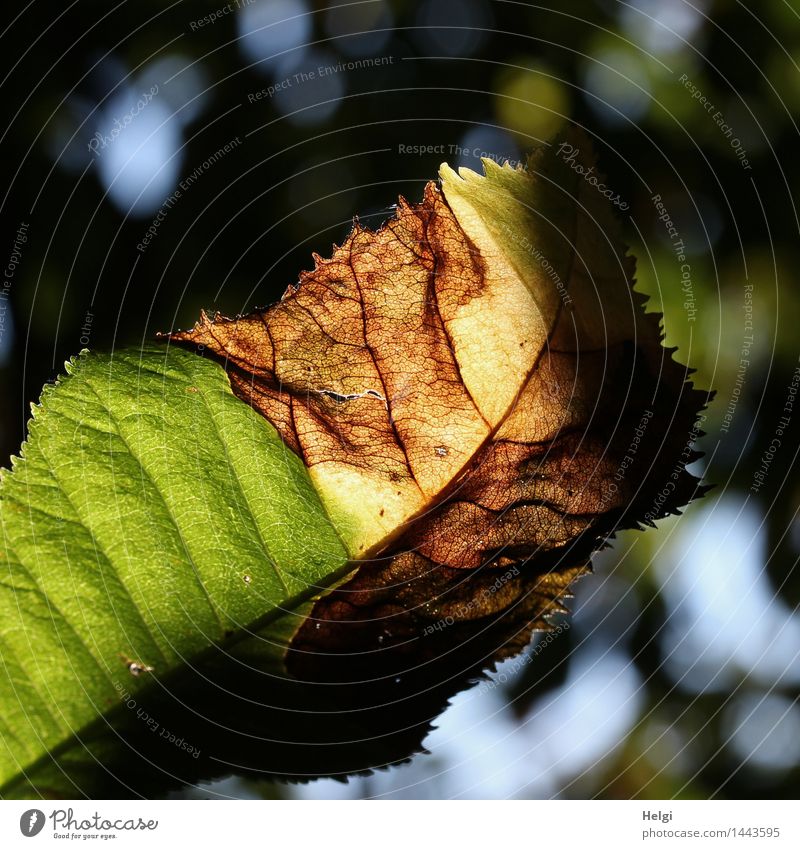 Verwandlung... Umwelt Natur Pflanze Herbst Schönes Wetter Blatt Blattadern Herbstlaub Wald alt leuchten dehydrieren authentisch außergewöhnlich einzigartig