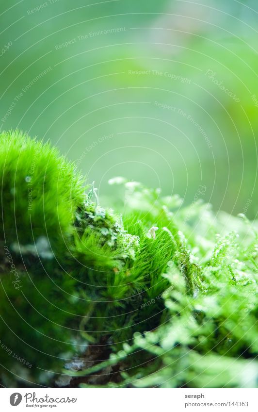 Bryophyta Pflanze grün zart Muster Hintergrundbild Laubmoos Blatt Bodendecker Sporen Umwelt Umweltschutz Symbiose weich Unschärfe dunkel Botanik Licht Nest Moos