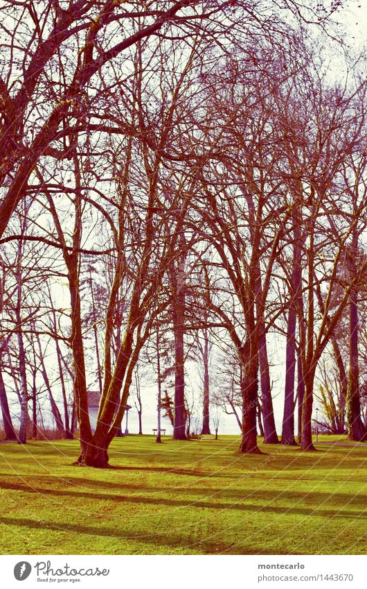 durchatmen Umwelt Natur Pflanze Urelemente Erde Himmel Herbst Schönes Wetter Baum Gras Sträucher Grünpflanze Wildpflanze Park Wiese dünn authentisch einfach