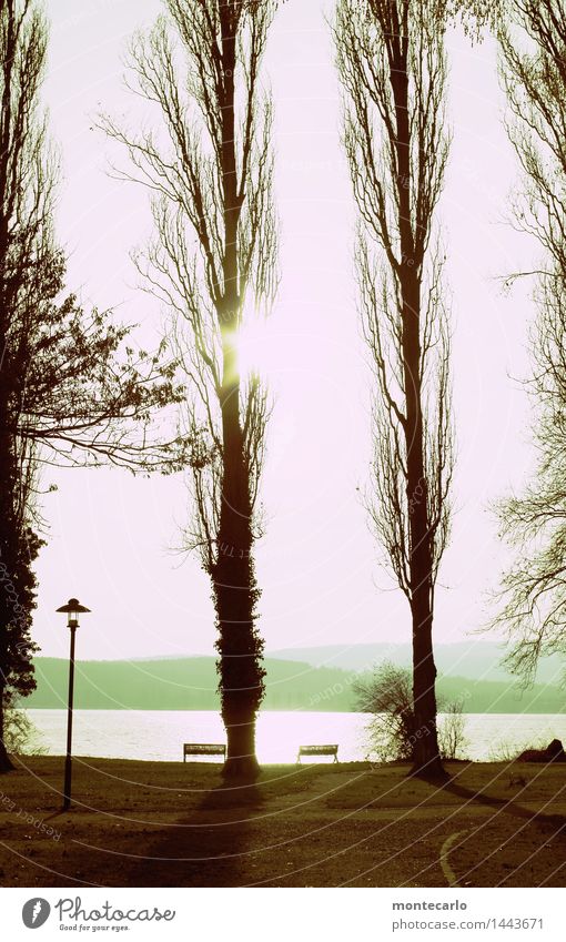 ruhe vor dem sturm Umwelt Natur Landschaft Pflanze Urelemente Erde Himmel Wolkenloser Himmel Horizont Herbst Schönes Wetter Baum Blatt Wildpflanze Seeufer