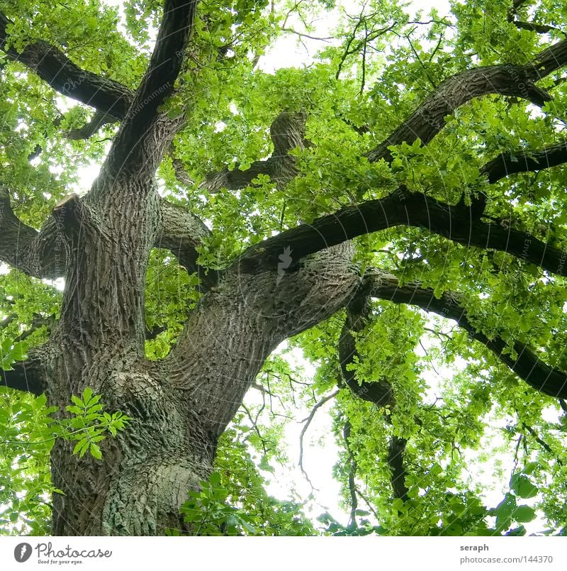 Grünes Netzwerk Eiche Baumkrone Blätterdach Baumstamm Baumrinde Koloss Wachstum Blattgrün Frühling Ast Geäst Bildausschnitt Anschnitt Detailaufnahme Sauerstoff