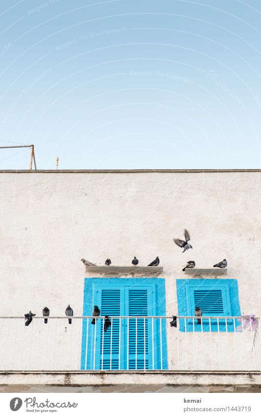 Versammlung Wolkenloser Himmel Sonnenlicht Sommer Schönes Wetter Monopoli Italien Dorf Haus Mauer Wand Fassade Balkon Fenster Tür Tier Wildtier Taube Schwarm