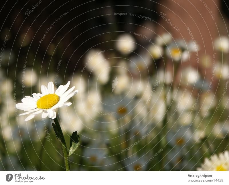 Blümchenzyklus I Sommer Blume Blüte gelb weiß Wiese Gänseblümchen