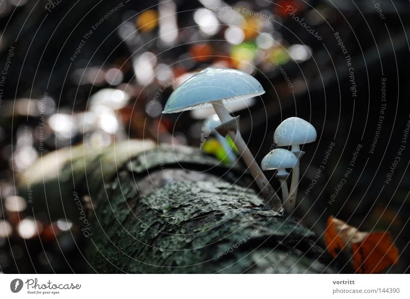 waldbewohner Pilz Wald Herbst Baum Blatt Waldboden Baumstamm Geäst Zweige u. Äste Holz Baumrinde Wurzel feucht Unschärfe Strukturen & Formen Ordnung Lamelle