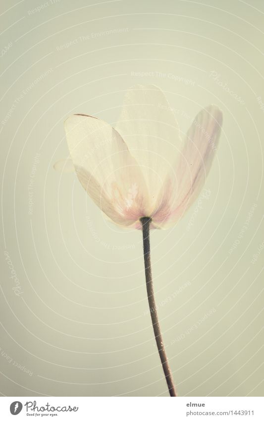 Lichtkelch Natur Pflanze Frühling Wildpflanze Buschwindröschen Blüte Blütenblatt aufwachen Blühend Wachstum hell schön rosa weiß Glück Lebensfreude