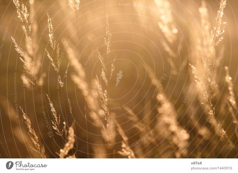 Gräser im Gegenlicht Wohlgefühl Erholung ruhig Natur Pflanze Sonnenlicht Sommer Schönes Wetter Gras Wildpflanze atmen Duft Fitness genießen authentisch einfach