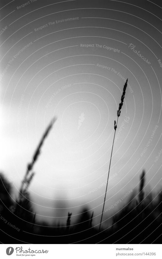 Traum in Grau II Natur analog schwarz weiß Abend Stimmung Gras Blüte Himmel grau klassisch Feld Wege & Pfade Hof Gelände bewachsen Urwald geschlossen liegen