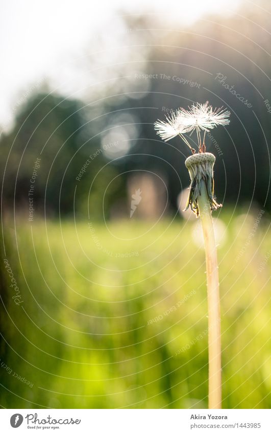 Startklar Natur Pflanze Sonnenlicht Sommer Schönes Wetter Blume Löwenzahn Wiese berühren leuchten stehen Zusammensein natürlich Wärme gelb grün schwarz weiß