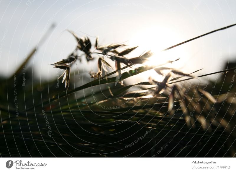 Stroh 80 Heu Ernte Himmel Sonne Sonnenuntergang Wiese Gras Stengel Sommer Schatten Futter Tier Bauernhof Kuh Schaf mähen Anhänger blau schwarz Landwirtschaft